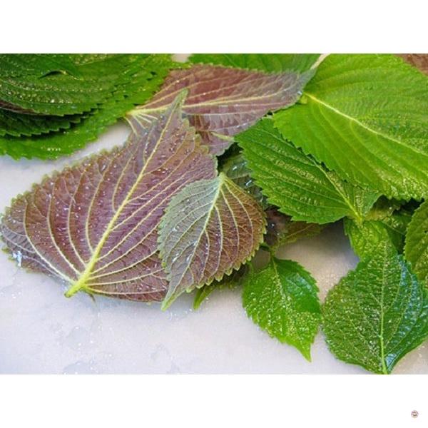 HẠT GIỐNG TÍA TÔ - GÓI 2 GRAM