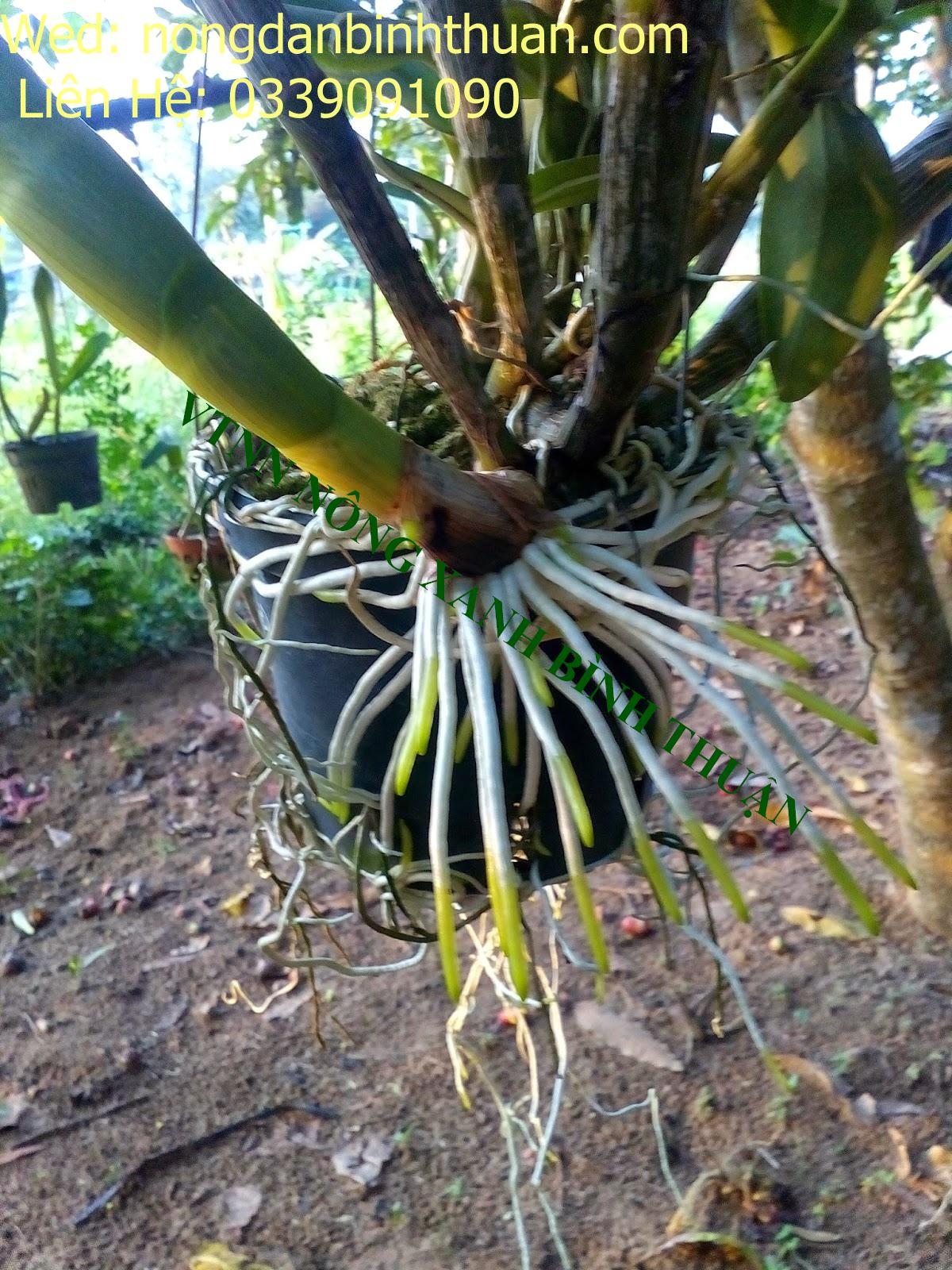 2 Hủ Phân bón lá kích rễ N3M lọ 100g