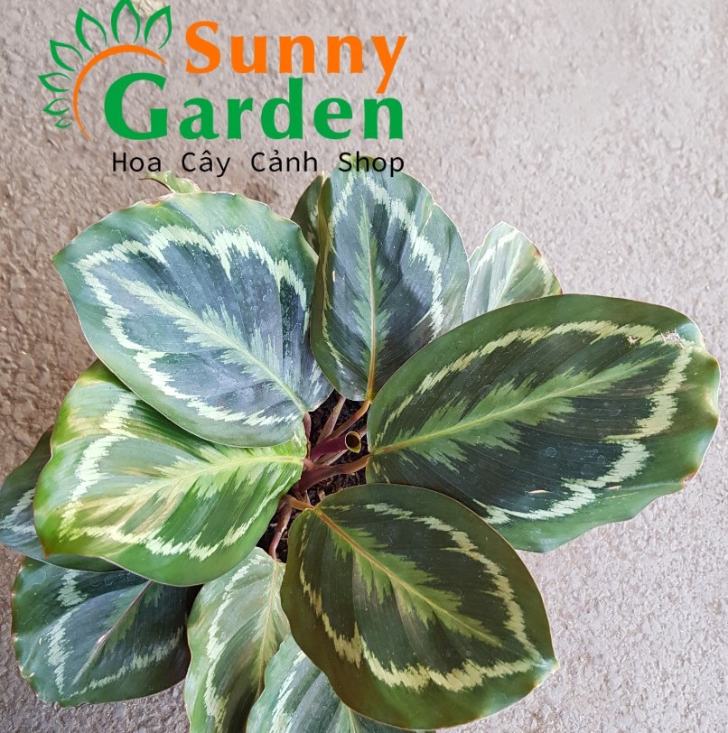 Cây Đuôi Công Tím Lá Tròn - Chậu Phong Thủy được trồng nhiều ở văn phòng, nhà ở, công ty giúp căn phòng trở nên đẹp và sang trọng hơn