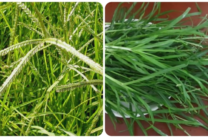 1Kg Cỏ mần trầu kh&ocirc; (thanh t&acirc;m thảo) sạch đep | Lazada.vn