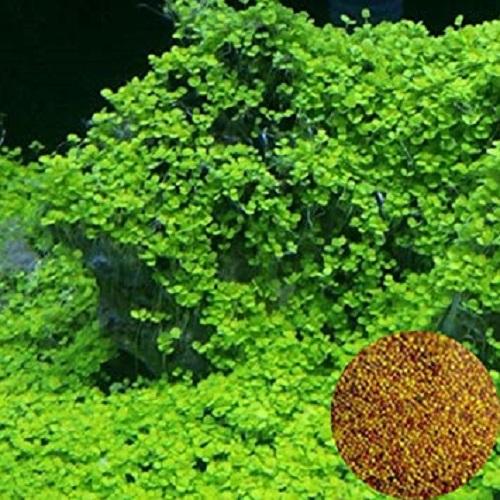 Hạt giống thủy sinh (Cây Cỏ Yêu Tinh)
