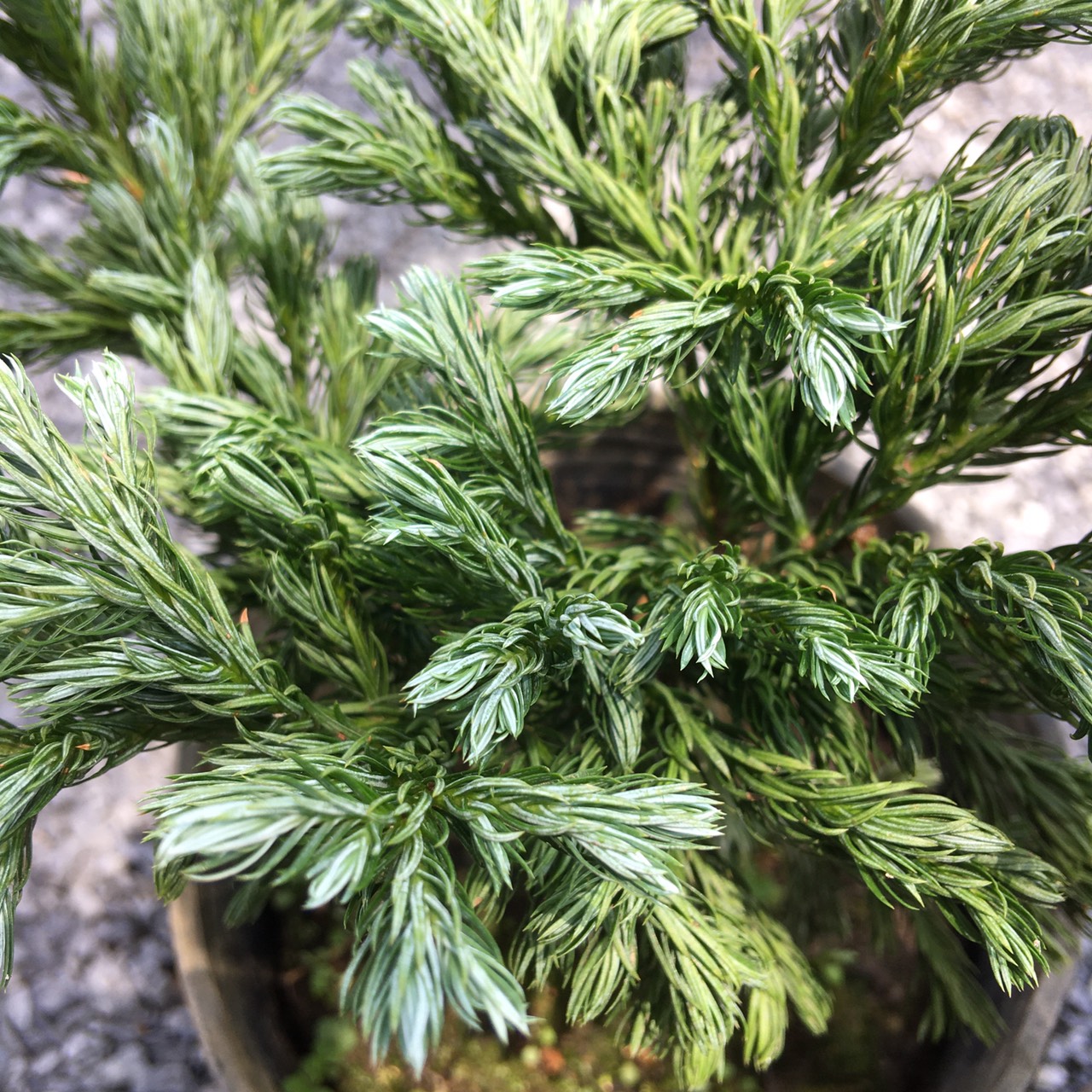 Chậu cây tuyết tùng - giao cây cao khoảng 20-25cm