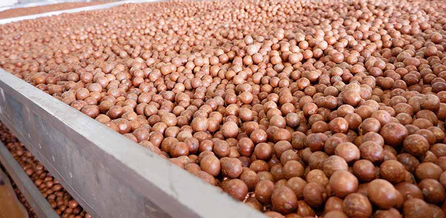 Quả Macca Đắk Lắk 500Gr