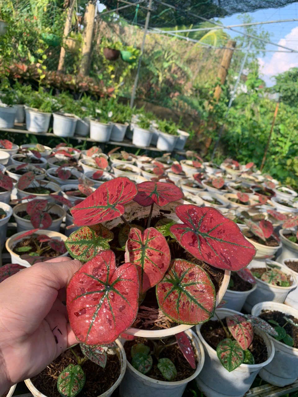 Cây giống Môn Dâu Tây Đỏ - Red Strawberry Caladium