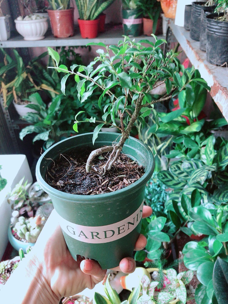 Hồng Ngoc Mai Bonsai