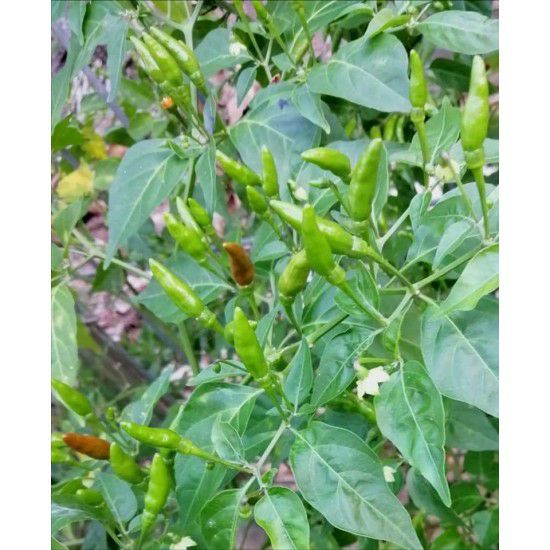 Cây ớt xiêm xanh