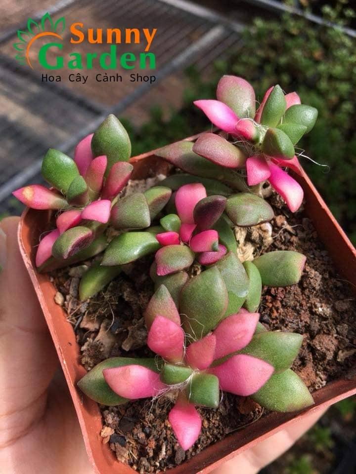 Sen đá hồng sao chậu lớn