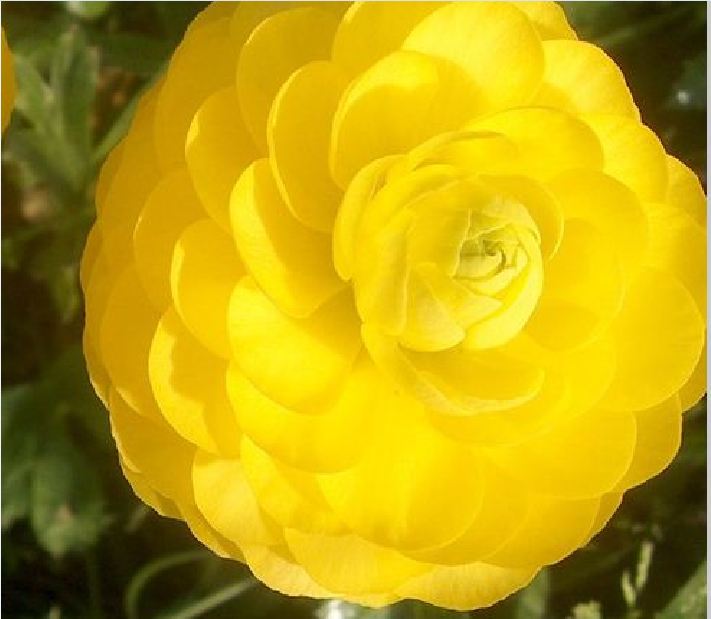 Hạt giống hoa Hồng Ri Ba Tư mix - 20 hạt/kèm gói kích hạt nảy mầm