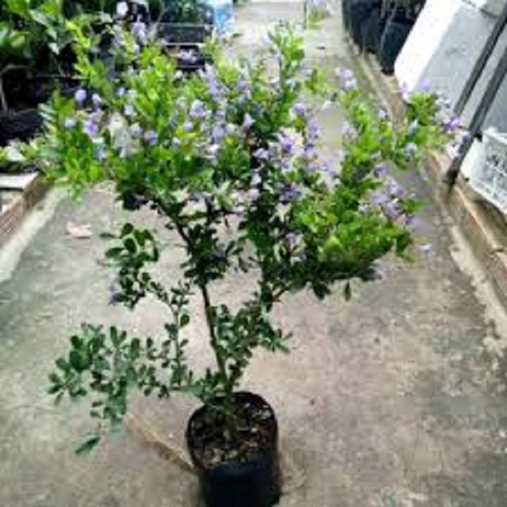 Linh sam bông trắng