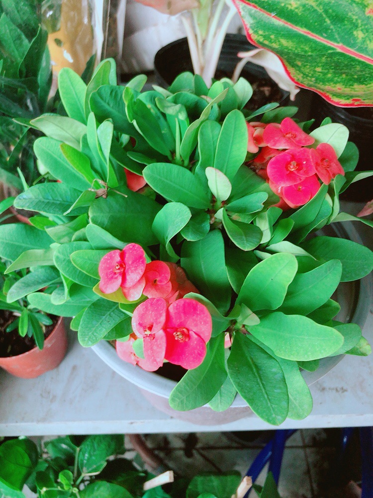 Chậu Xương Rồng Bát Tiên