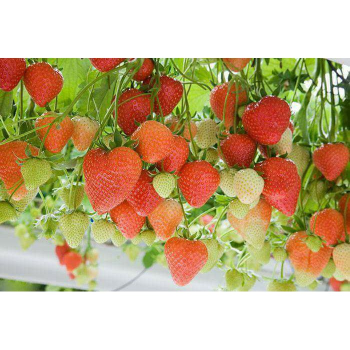 hạt giống dâu tây chịu nhiệt