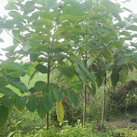 Hạt gáo giống (hạt giống cây thiên ngân) trồng rừng, lấy gỗ