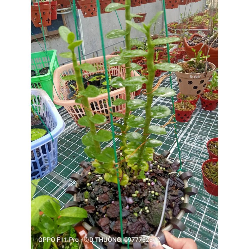 [FREESHIP - Xả Khô Máu] Hoa lan phi điệp- mít đồng xu đà bắc ( bản lá to, dày )