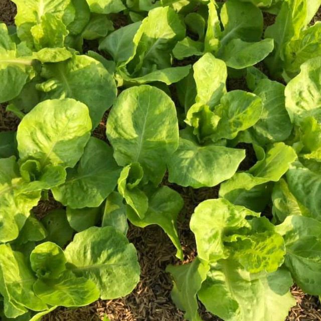 Hạt giống Xà lách dún - gói 10gr