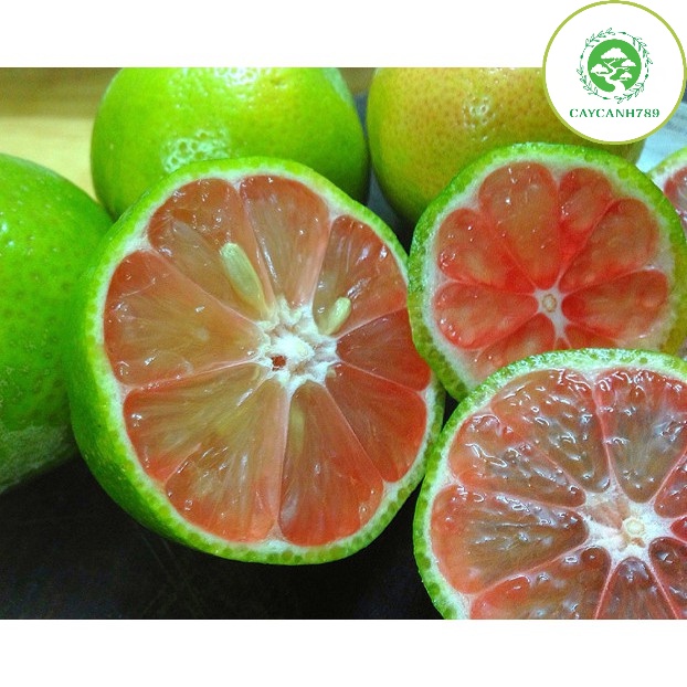 Cây chanh đào cao 40-50 cm (CÂY GIỐNG NGỌC HIẾU)