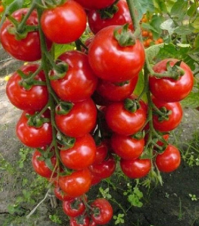 Hạt giống cà chua bi chùm ( cà chua bi dây đỏ ) - gói 30 hạt