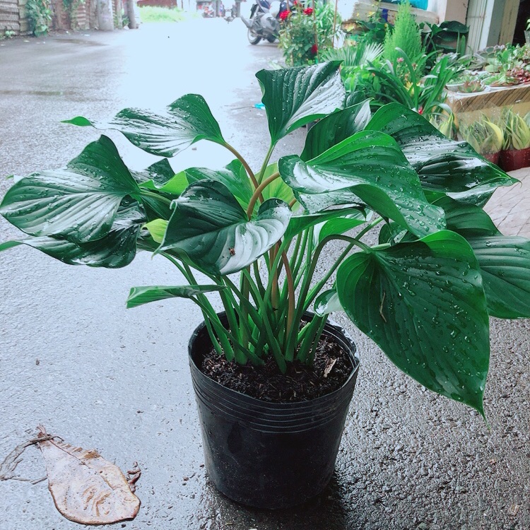 Cây Thanh Tâm