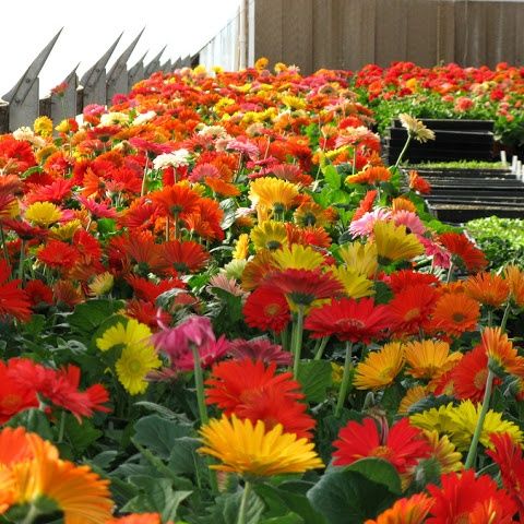 Túi 10 Hạt giống hoa đồng tiền mix