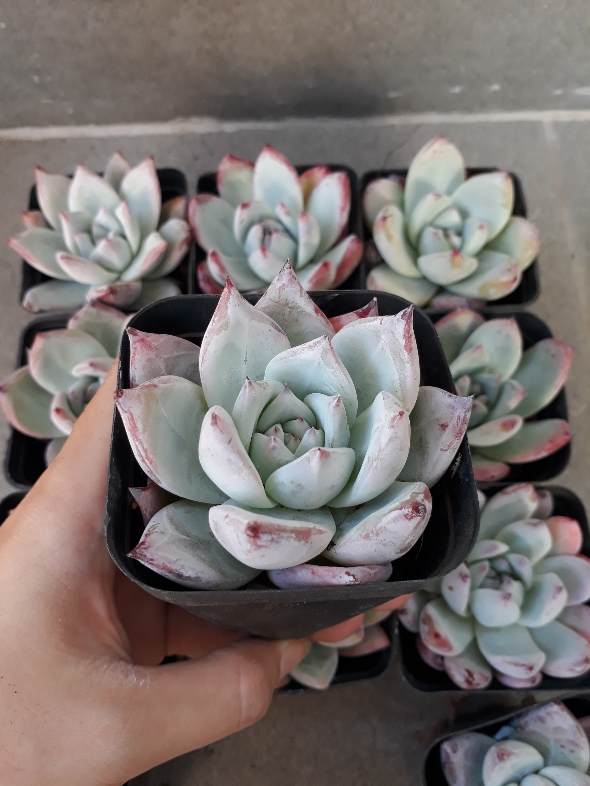 Pha lê Hồng phấn trắng (Sen đá/ Cây mọng nước)