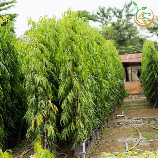 cây giống Hoàng Nam (liễu Ấn Độ) (giao siêu nhanh cam kết chất lượng)