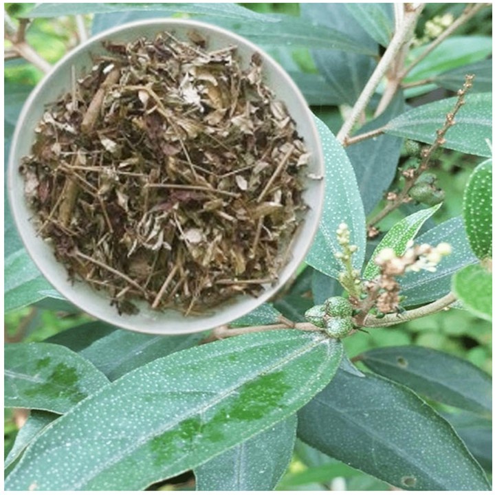 cây khổ sâm cho lá (Khổ sâm Bắc Bộ, Cây cù đèn)- cây giống