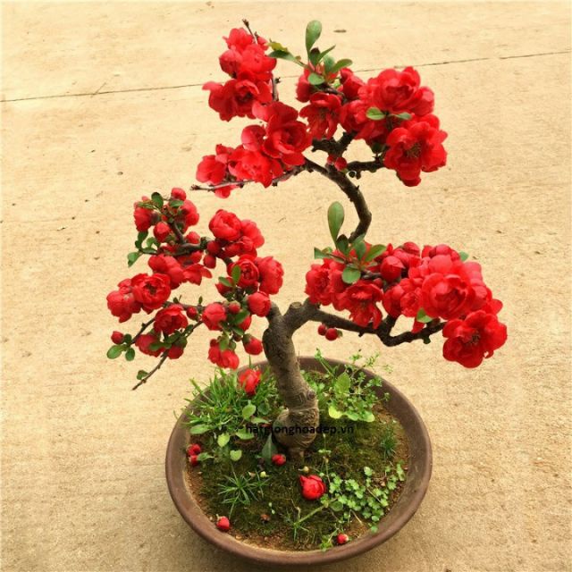 Hạt Giống Hoa Mai Lùn Đỏ 5 Hạt