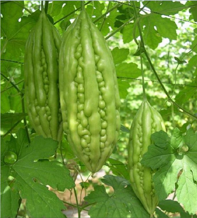 Hạt giống khổ qua mỡ ta - Gói 10 Hạt