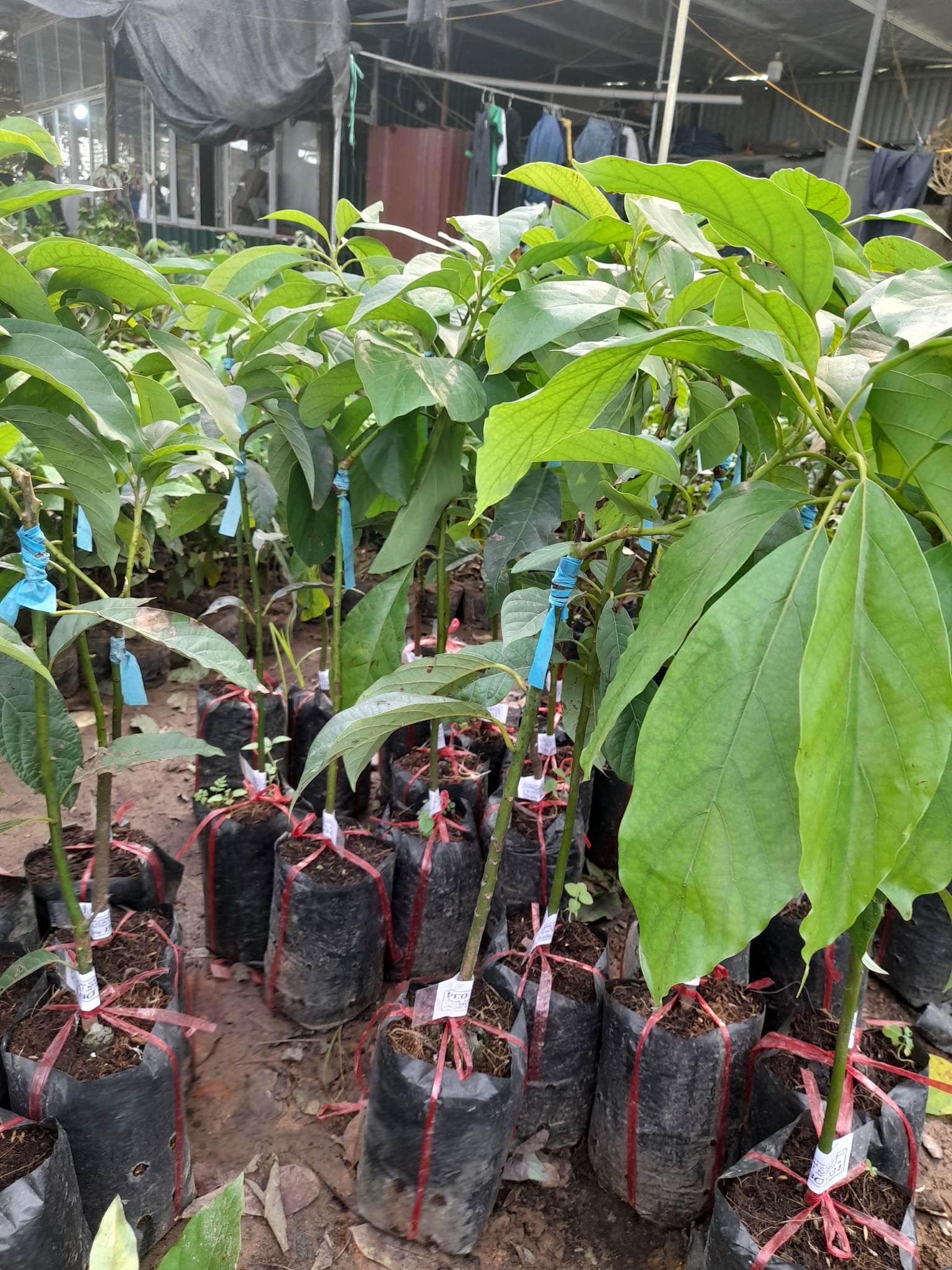 Giống Bơ 034-Cây Ăn Trái+Tặng kèm phân bón