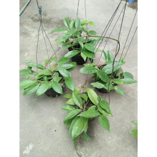 Hoa lan cẩm cù hoa đỏ 60k/ 1 chậu