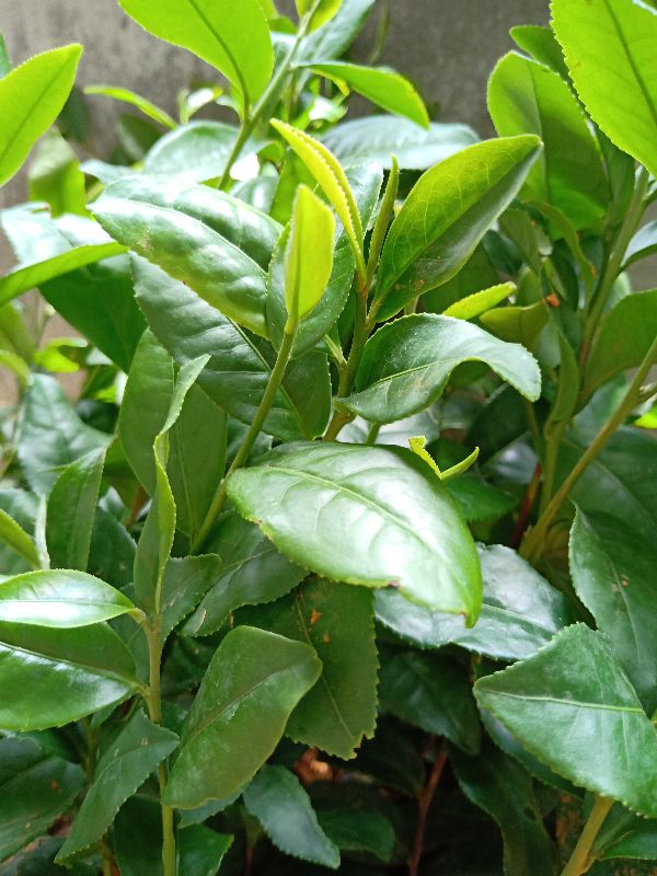 Cây giống Chè Shan Tuyết
