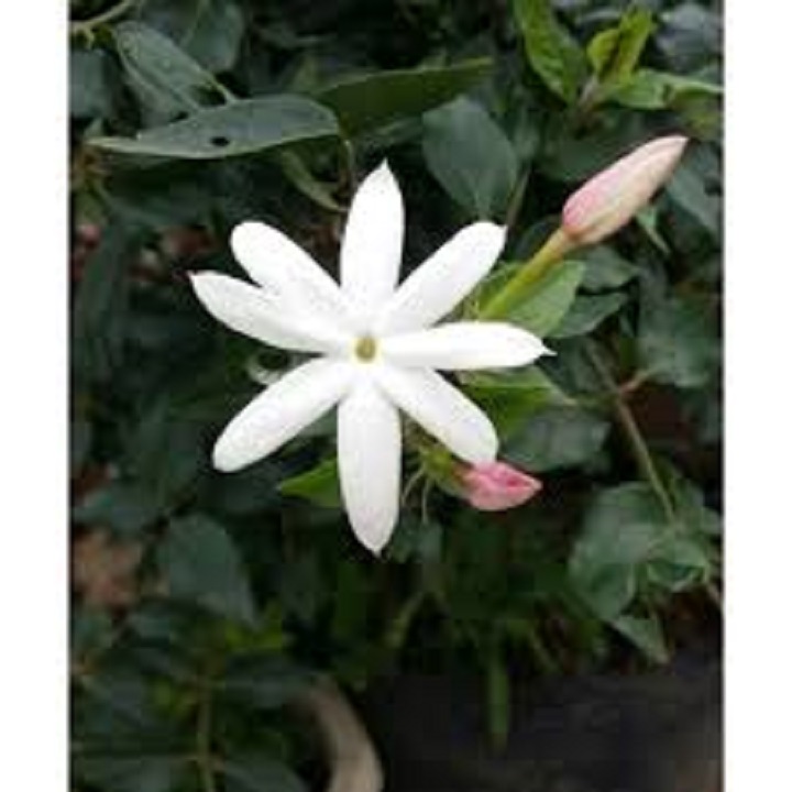 Cây hoa Nguyệt quế leo hoa trắng nhỏ xinh và thơm