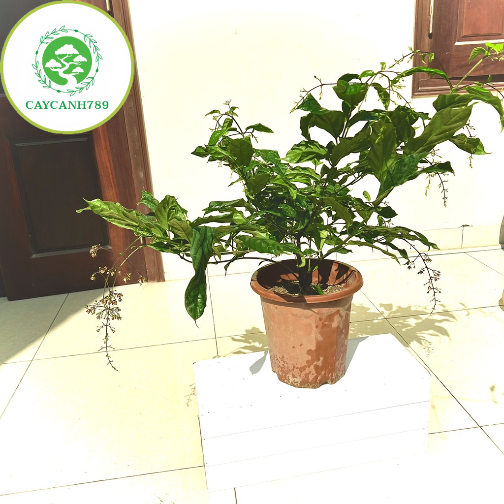 Cây lan bạch dương - Dạ ngọc minh châu cao 70cm hết hoa