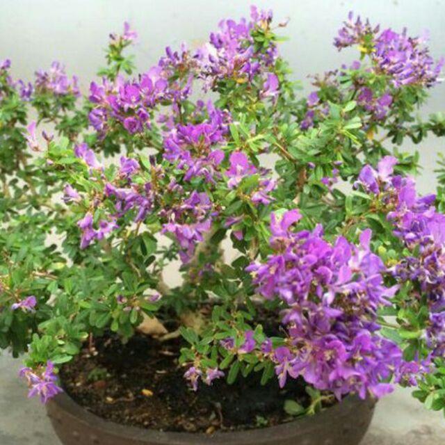 LINH SAM DÁNG BON SAI