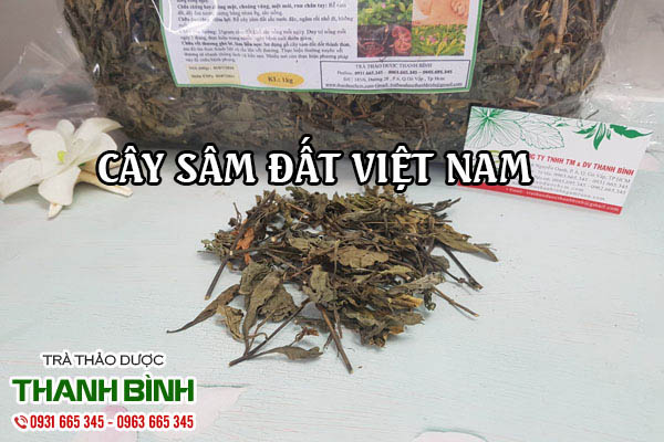 Cây Sâm Đất Khô 100g Hàng Chất Lượng- Dược Liệu Thanh Bình