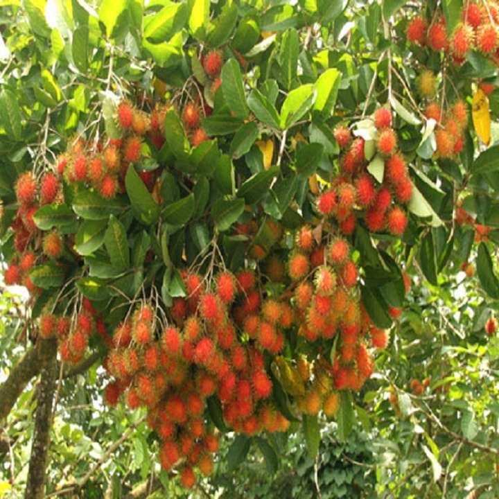 CÂY GIỐNG CHÔM CHÔM NHÃN SIÊU NGON SIÊU QUẢ