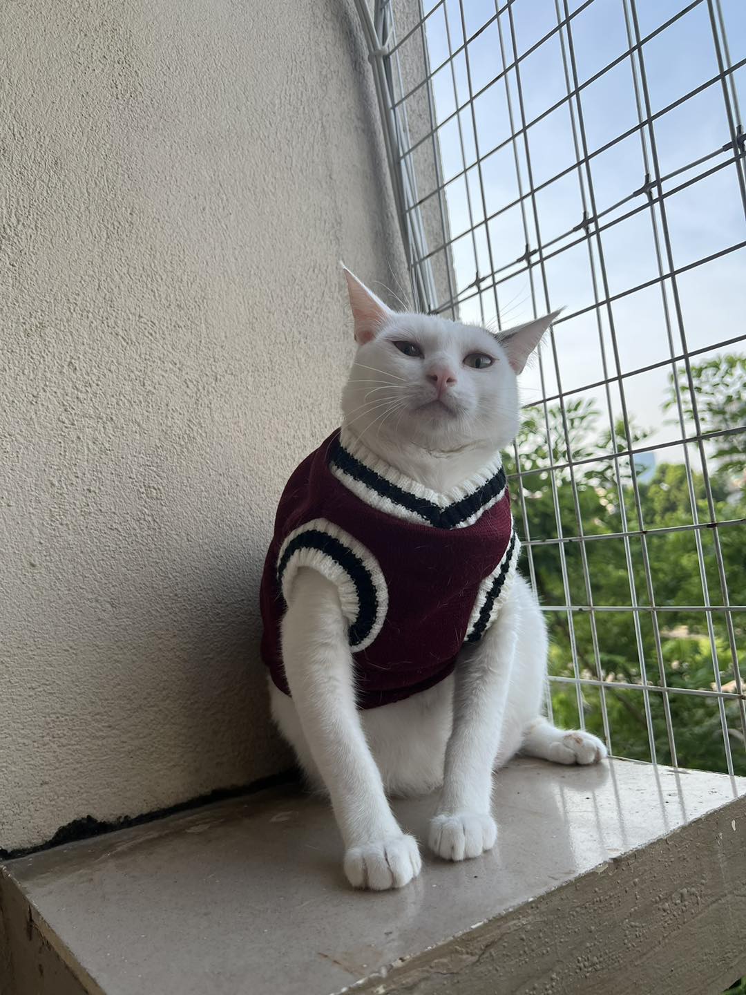 Áo gile len cho thú cưng