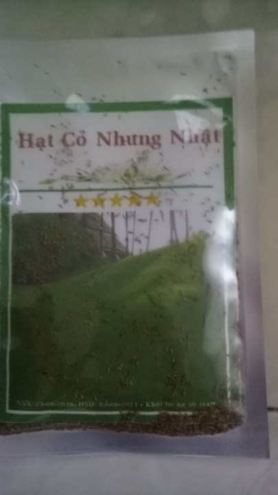Hạt Giống Cỏ Nhung Nhật - Cỏ sân vườn . Túi 50 gram. Loại Dễ Trồng