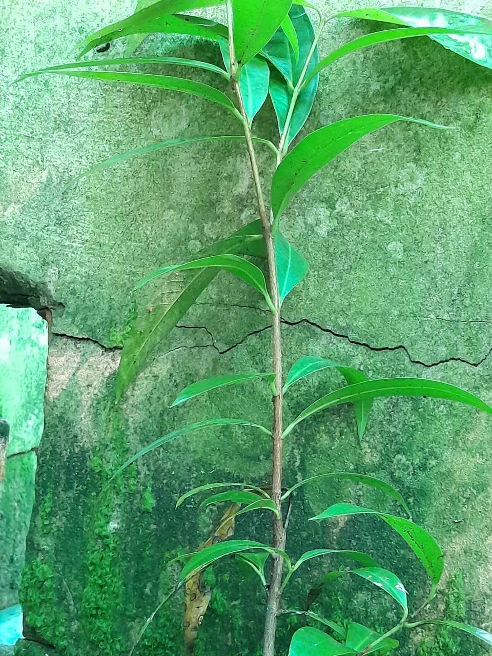 Cây Mận Lý Thơm Giống, chậu cây cao 15cm