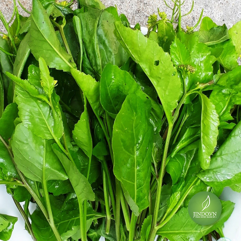 Cây cải trời (gói 1kg khô) - LV175