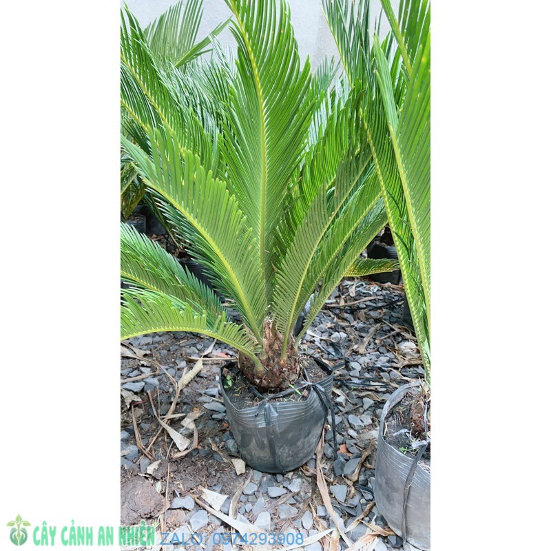 Cây Vạn Tuế Cao 60cm