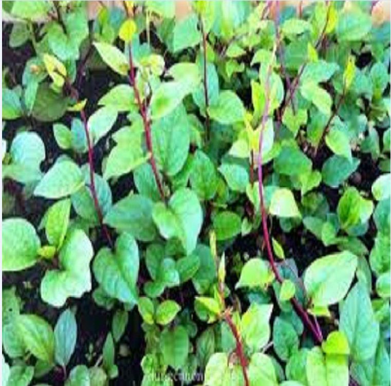 Hạt giống rau mồng tơi đỏ - 1 gói 3gram - VTNN2