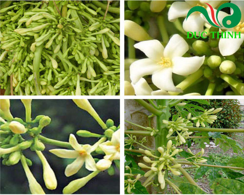 Hạt giống cây đu đủ đực - gói 20 hạt