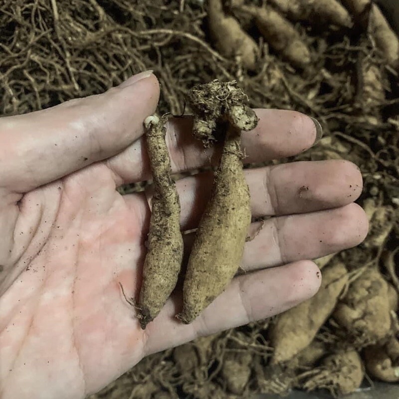 củ hoa thược dược tổ ong (1 củ )