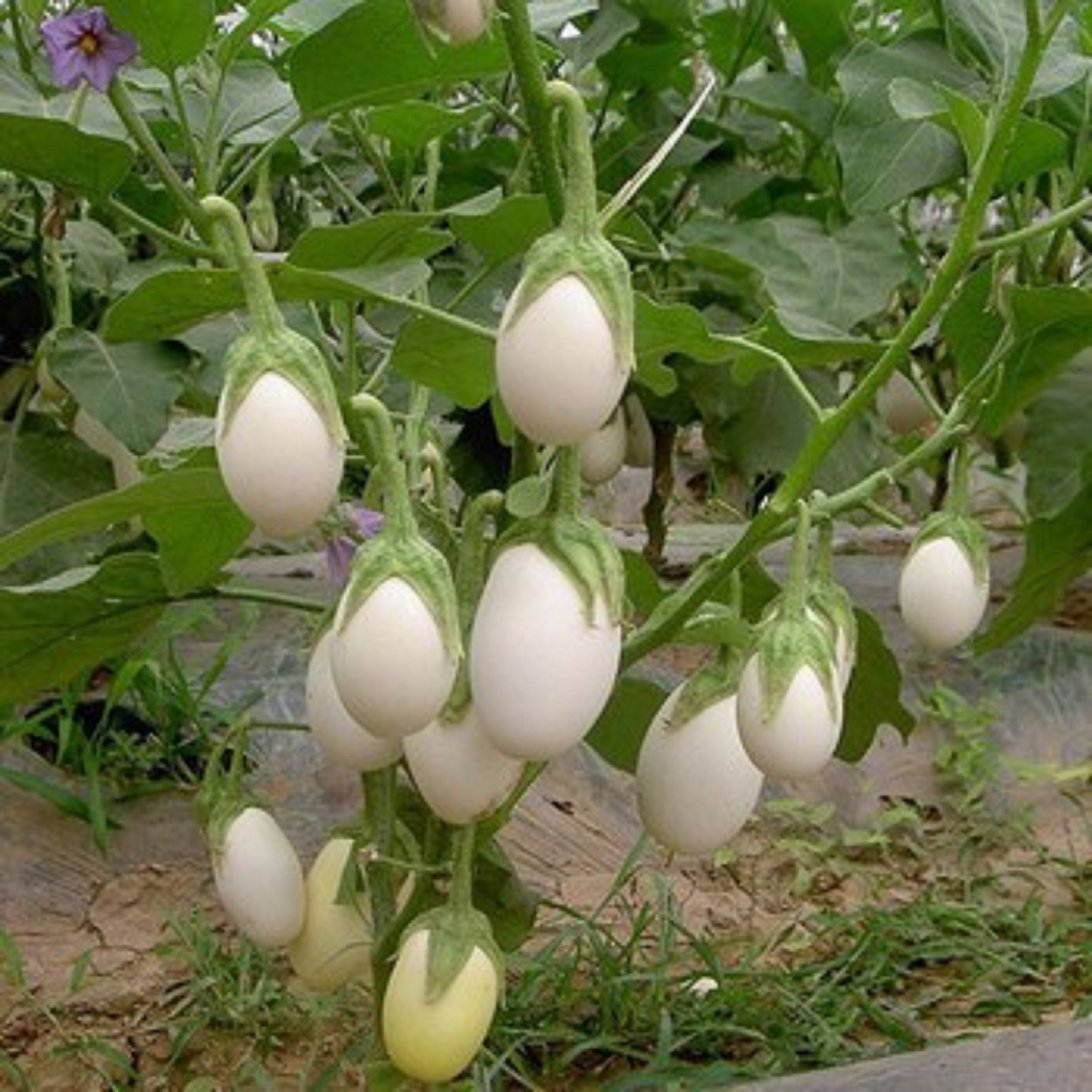 Hạt Giống Cà Pháo Trái Nhỏ (Cà pháo Trứng Trắng)- Gói 1 Gram