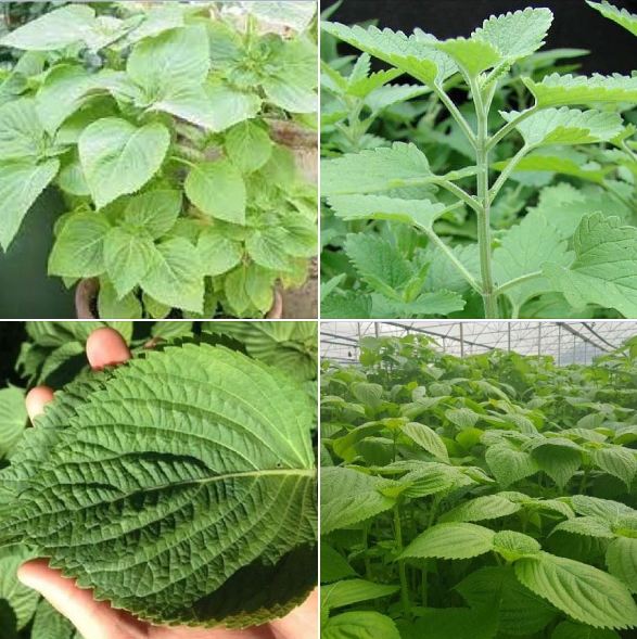 Hạt Giống Lá Mè - Lá Vừng - Tía Tô Hàn Quốc - gói 0.5 gr ( 200 hạt )