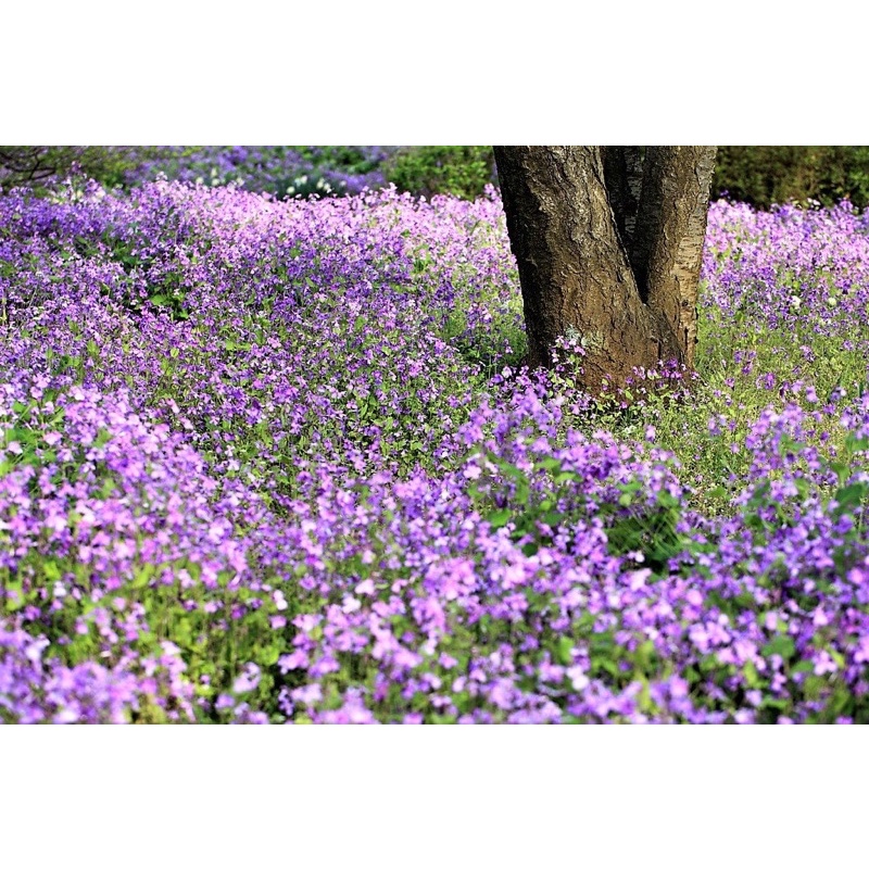 Hạt giống hoa Violet Nhật (hoa cải tím) gói 100 hạt