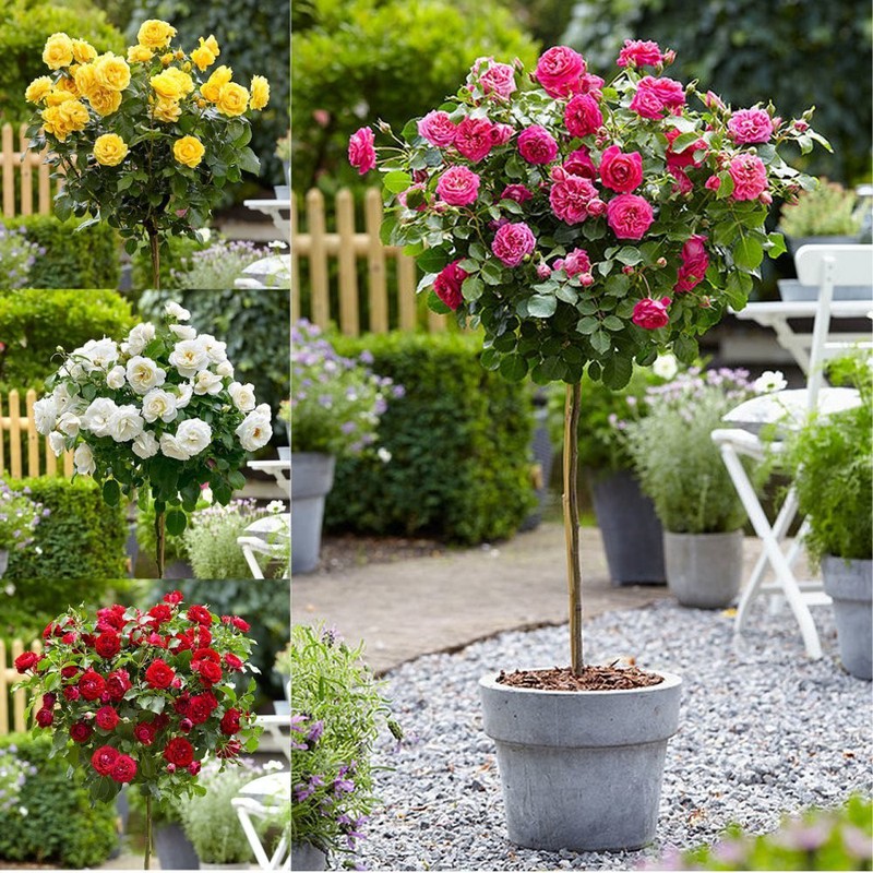 Combo 3 gói hạt giống hoa hồng các loại ( hồng leo + hồng tỉ muội + hồng thân gỗ )