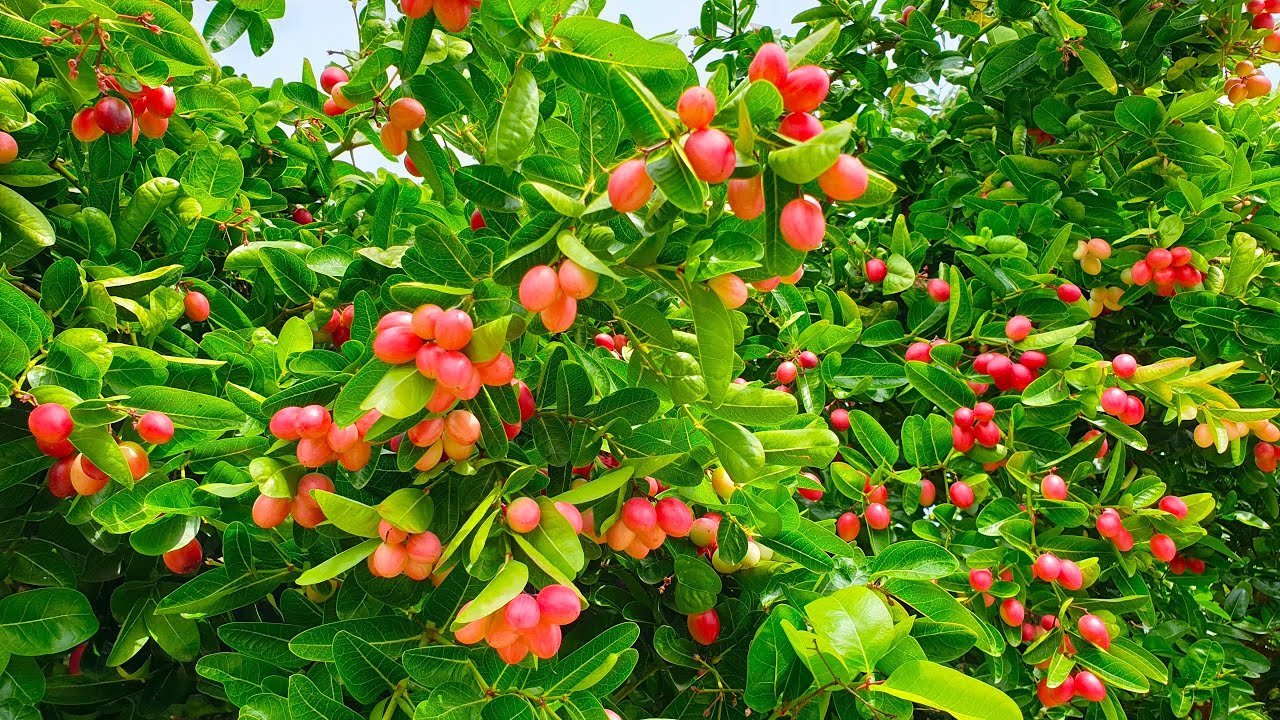 (1 chậu) Cây Siro - làm bonsai, lấy trái làm siro