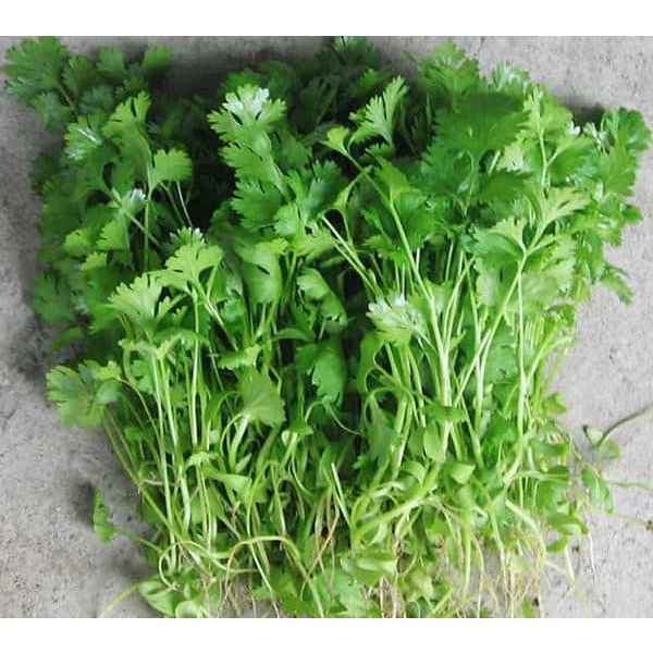 200H - #Hạt_Giống_Mùi_Thơm ( tặng kèm kích mầm và phân bón )