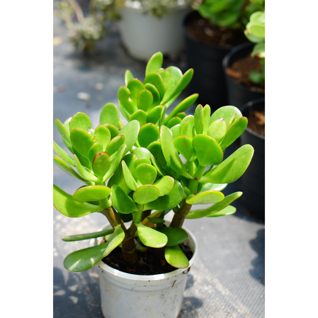 SEN ĐÁ THẠCH BÍCH 12CM - LỖI 1 ĐỔI 1